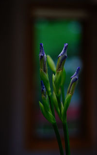 Close-up of purple flower buds