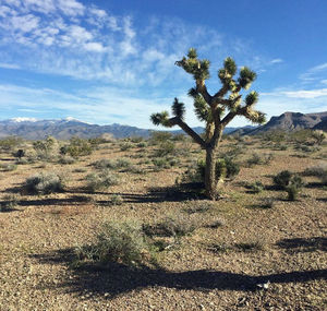 Tree on desert against sky