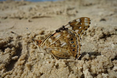 Butterfly on sand