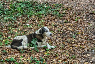 High angle view of a dog on field