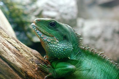 Close-up of bearded dragon on wood