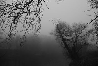 Bare tree against sky