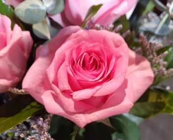 Close-up of pink rose flower