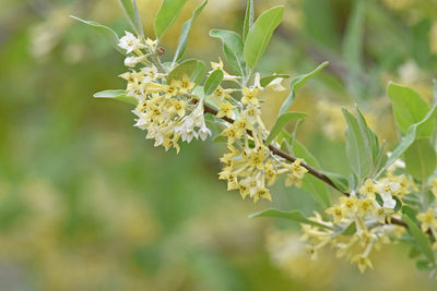 Close-up of flowering plant