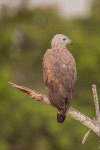 Close-up of eagle perching on tree