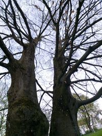 Low angle view of bare tree