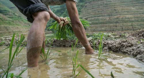 Midsection of farmer planting crops in shallow water on field