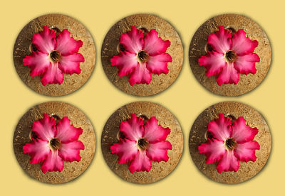 Directly above shot of pink flowers on table