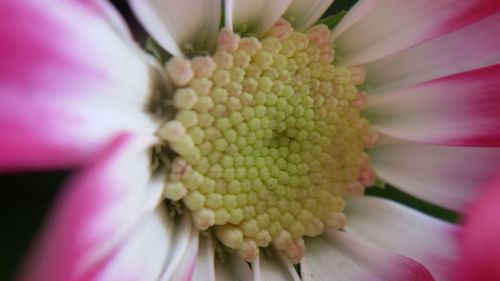 Close-up of flower blooming outdoors