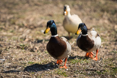 Ducks on a field