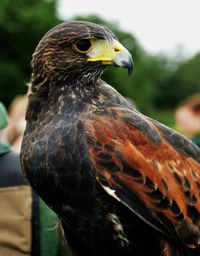 Close-up of owl perching outdoors