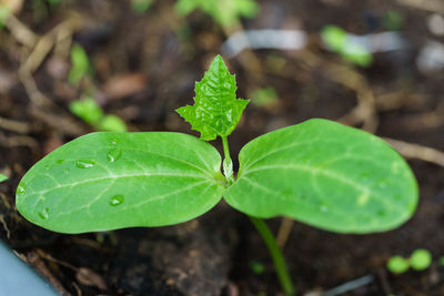 High angle view of plant leaves on field