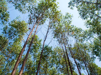 Low angle view of trees against sky