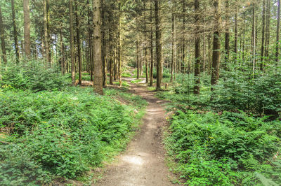 Walkway amidst trees in forest