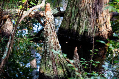 Close-up of moss growing on tree trunk in forest