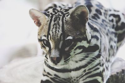 Close-up portrait of a cat