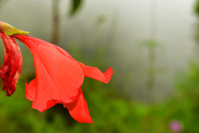 Close-up of red rose flower