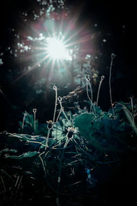 Close-up of plants growing on field against bright sun