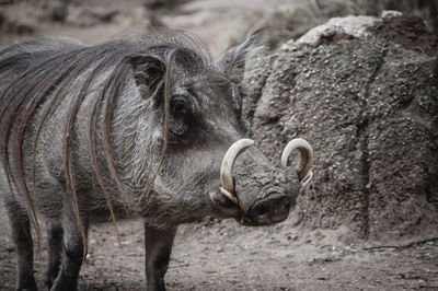 Wild boar with fur