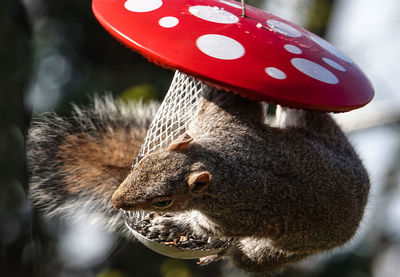 Acrobat on the bird feeder