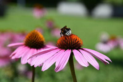 Bee on purple flower at park