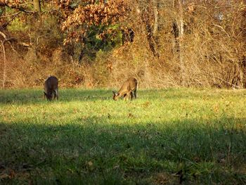 Horses grazing on grassy field