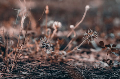 Close-up of plant growing on field