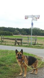 Dog standing on field against sky