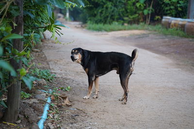 Black dog walking on footpath