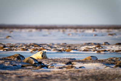 Polar bear lies among rocks eyeing camera