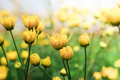 Close-up of yellow flowering plants growing on field