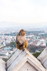 Monkey sitting on retaining wall against cityscape