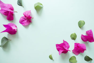 Close-up of pink roses against white background