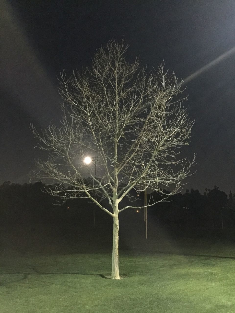 night, no people, grass, outdoors, sky, nature, tranquility, beauty in nature, illuminated, motion, fragility, close-up