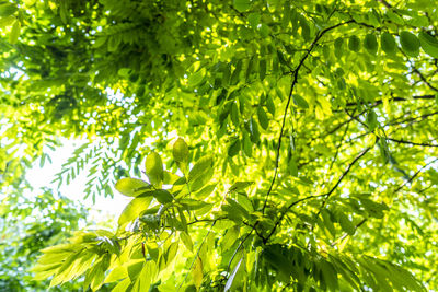 Low angle view of fresh green leaves