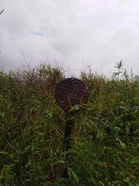 Close-up of grass on field against sky