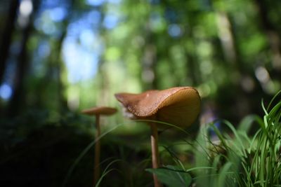 Close-up of mushrooms growing on tree trunk