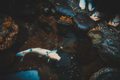 High angle view of fish swimming in sea