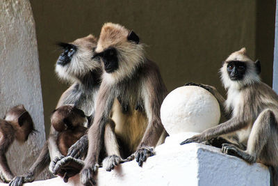 Close-up of monkey