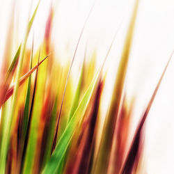 Close-up of crop growing in field