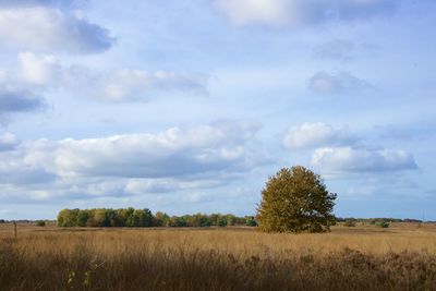 Scenic view of field against sky