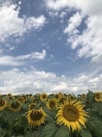 Close-up of sunflower on field against cloudy sky