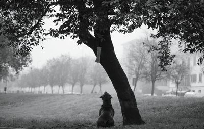 Bare tree on field against sky