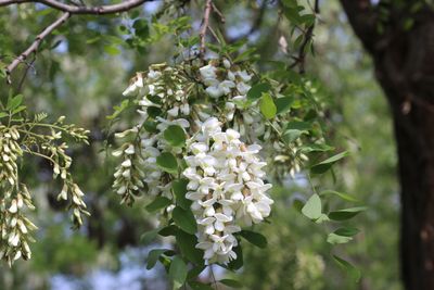Close-up of white flowering plant