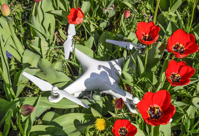 Close-up of flowers blooming outdoors