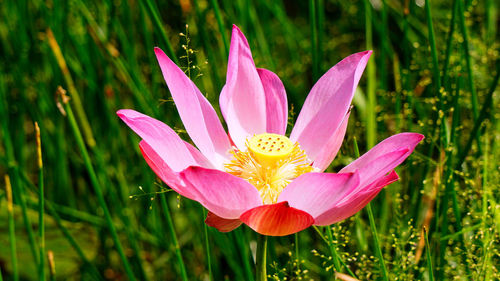 Close-up of water lily blooming outdoors