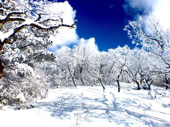 Scenic view of snow covered landscape