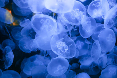 Jellyfish in deep blue water . hypnotic underwater background