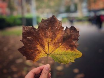 Close-up of hand holding maple leaf