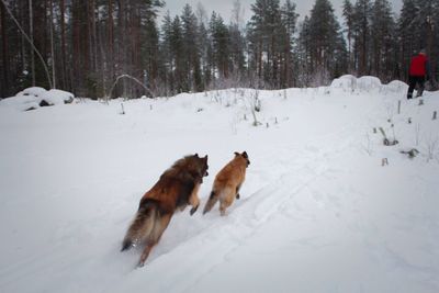 Dog on snow field during winter